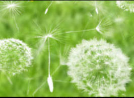 Dandelions-brushes