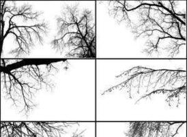 Tree_borders_iii_by_midnightstouch
