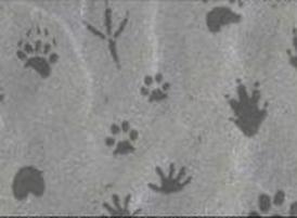 Animal-tracks-brushes