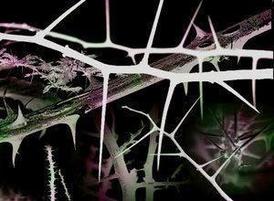 Thorns_by_midnightstouch