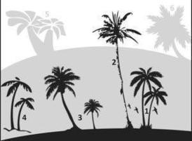 Palm_tree_brushes_by_rawox