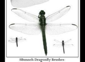 Dragonfly_brushes_by_sociobunneh