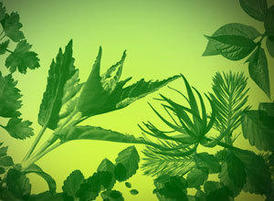 Leaf-photoshop-brushes