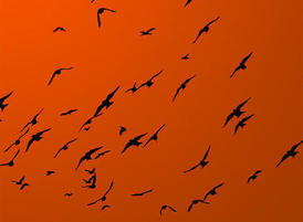 High_res_bird_brushes_by_just_nate