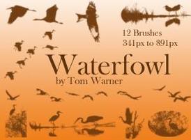 Waterfowl_tn