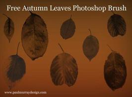 Autumn-leaves