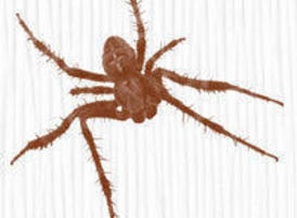 Spider_thumbnail