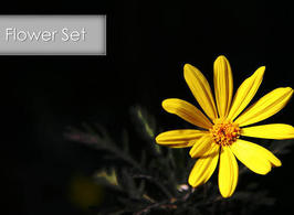 Flowrs_set_2