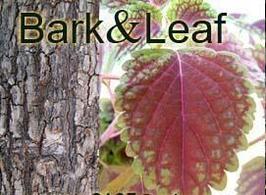 Bark_leaf