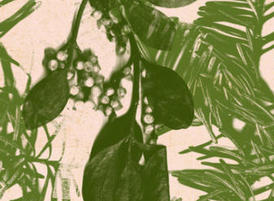 Mistletoe_preview