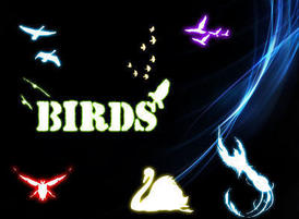 Birds2