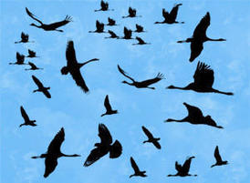 Birds_300