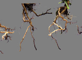 Roots