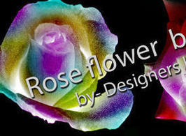 Rose-flower-brushes