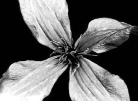 Single_flower_cropped__b_w_001_tmb