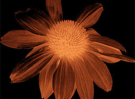 Flower_isolated_tmb