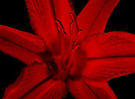 Large-lily-brush-two