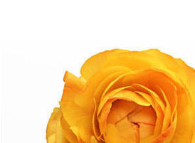 5-yellow-flowers