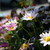 Daisies_2