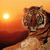 Tigre2