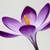Crocus-flower-petals