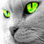 Catoo