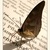 Farfalle_di_parole