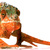Kameleon