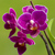 Orchid_small