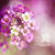 Purplrflowersbykisunch