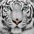 White-tiger-green-eyes