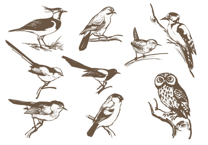 etched bird brush pack free photoshop brushes at brusheezy etched bird brush pack free photoshop brushes at brusheezy