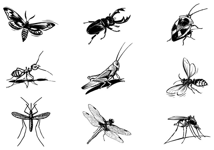 Various Insect Brushes Pack Various Insect Brushes Pack
