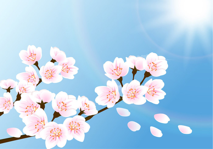 Cherry Blossom Wallpaper Cherry Blossom Wallpaper