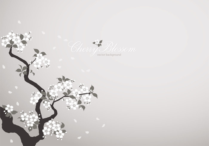 White Cherry Blossom Background PSD White Cherry Blossom Background PSD