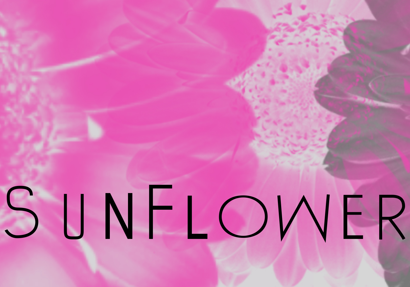 Sun Flower Brushes for Free Brushes at Brusheezy!