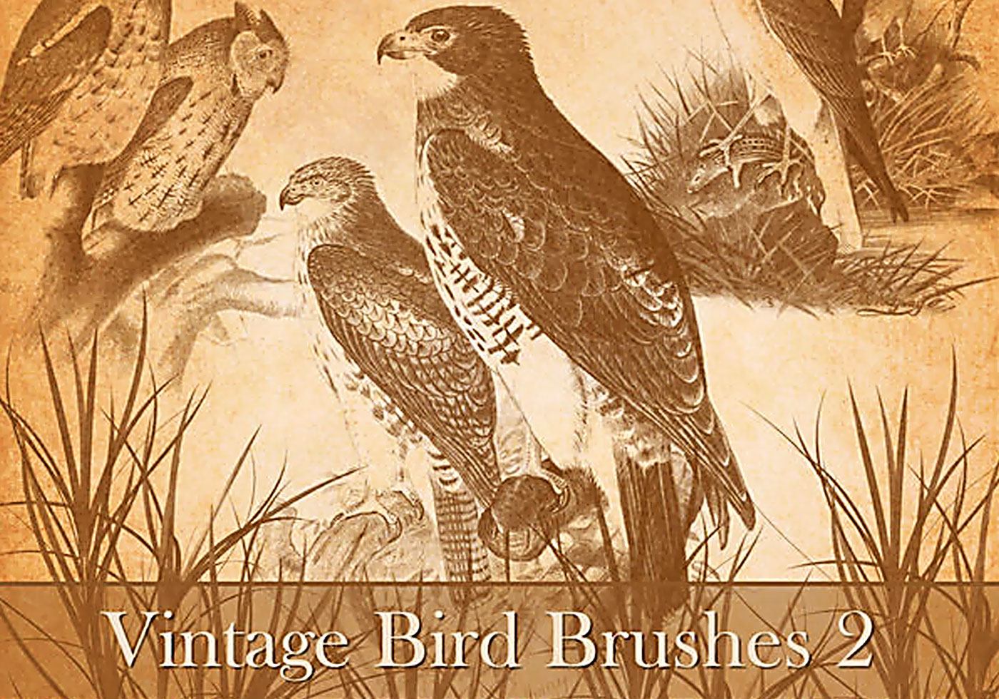 Vintage Bird Brushes 2 Free Brushes at Brusheezy!