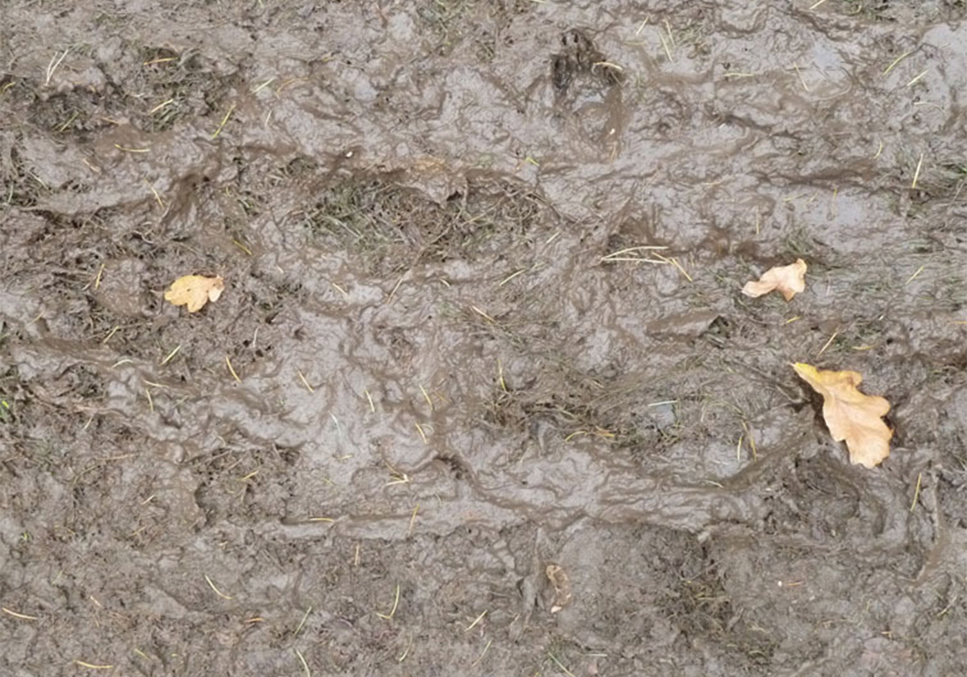 Muddy Texture Free Brushes - (1,645 Free Downloads)