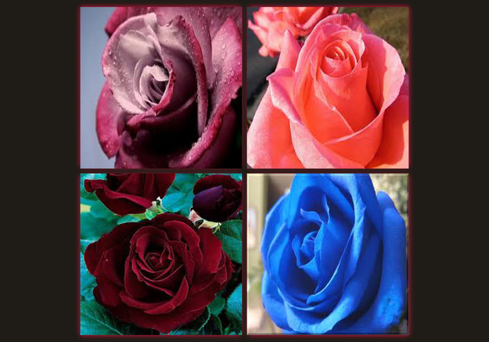 Collage de cuatro rosas