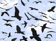 Birds_flying_brushes_by_red