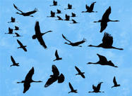 Birds_300