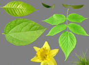 Leaves