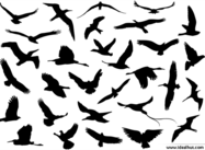 Vector_flying_birds