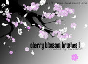 Cherry-blossom-1