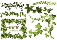 20_ivy_brushes__vol.2_preview