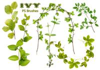 20_ivy_ps_brushes_abr_vol.7_preview