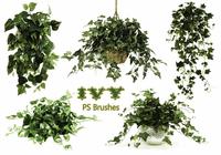 20_ivy_brushes__vol.11_preview