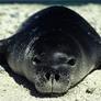Monk-seal