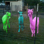 Alpacas2