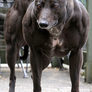 Whippetdm1207_468x669